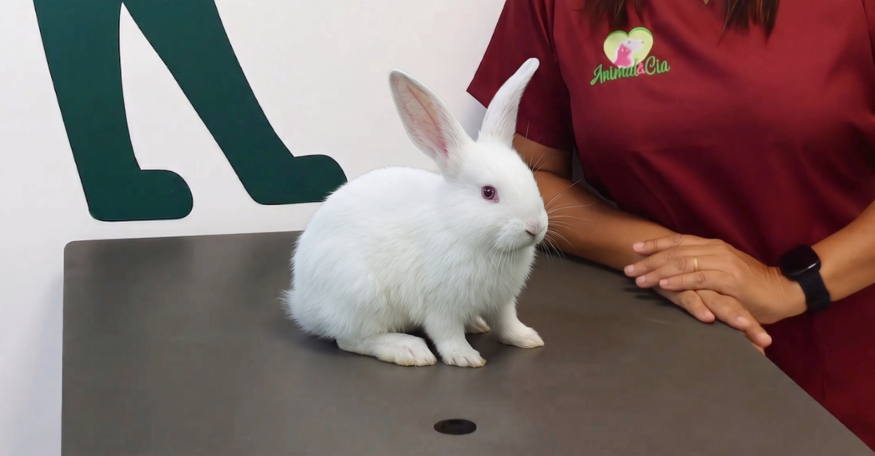Animais Exóticos